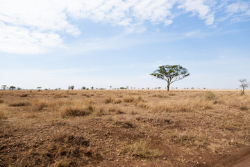 Serengeti National Park landscape, Tanzania, Africa