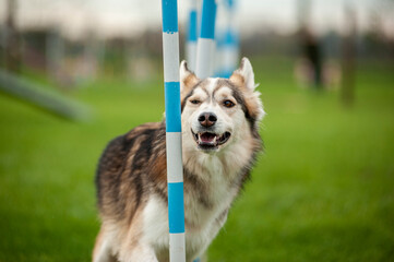 Dog is running through the slalom during an Agility Dog competition. Mutt dog, happy, close up