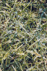 Frozen leaf on the frozen grass. Spring frosts. Winter garden care