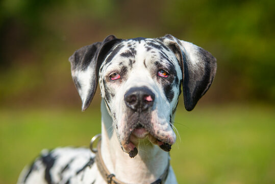 Portrait of young harlequin great dane. This giant dog has floppy ears and floppy lips and a characteristic sad expression