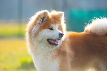 Fototapeta na wymiar Portrait of an elegant Shiba Inu dog. American akita, japanese breed. Shiba Inu is considered sometimes a difficult dog