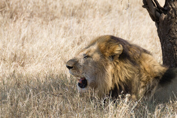 Lion at Serengeti National Park,  Tanzania, Africa