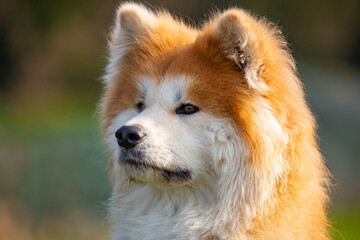 Portrait of elegant Shiba Inu dog. American akita, japanese breed. Shiba Inu is considered sometimes a difficult dog
