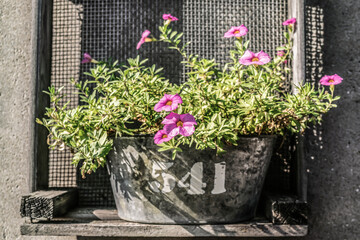 Fototapeta na wymiar Summer garden flowers in a vintage metal bucket, selective focus. Small-flowered pink petunias on the summer terrace.