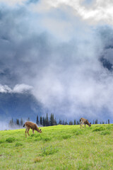 Naklejka premium Two Wild Deer on grass meadow 