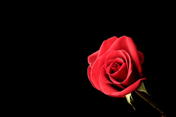 Red Rose against black background