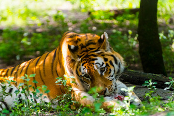 Siberian tiger is eating and playing with a special ice cream