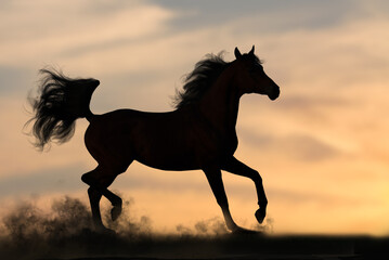 Fototapeta na wymiar Silhouette of arabian stallion at sunset