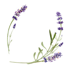 Lavender flowers isolated on white background. Watercolor botanical illustration