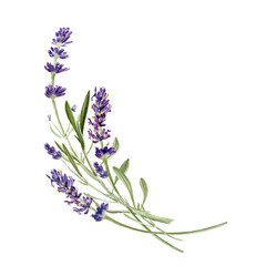Lavender flowers isolated on white background. Watercolor botanical illustration. Hand painted floral composition for logo, card design, invitation - obrazy, fototapety, plakaty