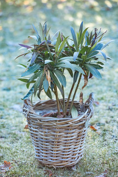 Tree In A Wicker Basket. Oleander Plant In A Woven Pot On The Lawn In Winter. Nerium Oleander In Winter During The Frosty Season