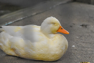 sleeping duck