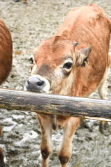 cow in the farm