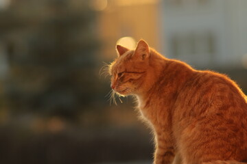 rudy  kot  siedzący  na  dachu  budynku  o  zachodzie  słońca