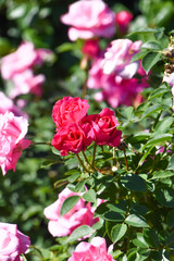 pink roses in garden