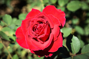 beautiful red rose