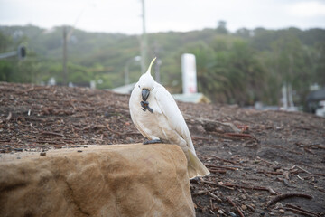 Australian sulphur-crested cockatoo bird eating.Urban wildlife.