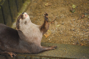 otter in the zoo