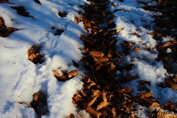 Dry golden leaves under the snow. There is no snow where there are tire tracks on the forest road in the woods. Snow and dry leaves left after autumn. Leaves in winter.