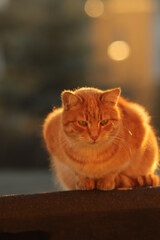 rudy  kot  siedzący  na  dachu  budynku  o  zachodzie  słońca