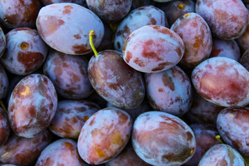 Ripe plums. Close up of fresh plums, top view. Macro photo food fruit plums. Texture background of fresh blue plums. Image fruit product. D'Agen French prune plum.