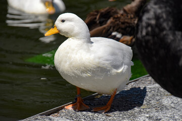 Fototapeta premium duck on the beach