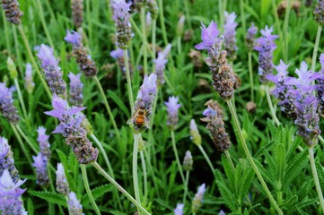 LAVANDA CON ABEJA EN PRIMAVERA