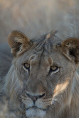 lion portrait close up of lioness or female lion face looking straight at camera seen on jeep safari in Namibia Africa on family African adventure holiday 