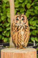 striped owl
