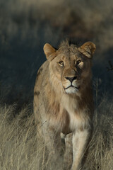 lion portrait close up of lioness or female lion face looking straight at camera seen on jeep safari in Namibia Africa on family African adventure holiday 