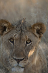 lion portrait close up of face looking straight at camera seen on jeep safari in Namibia Africa on family African adventure holiday 
