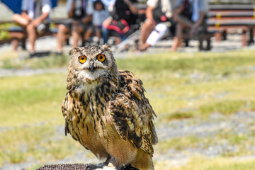 great horned owl