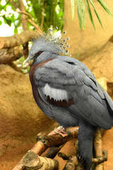 victoria crowned pigeon