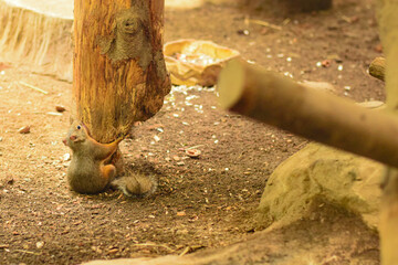 cling squirrel 