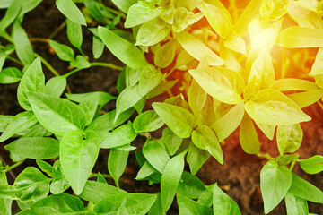 full frame young pepper sprouts. vegetable farming concept. seedling conceptual
