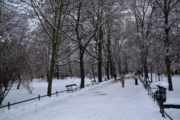snow covered trees in park