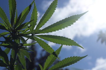 Medical marijuana/cannabis plant leaf with blue sky in the background and sunlight.