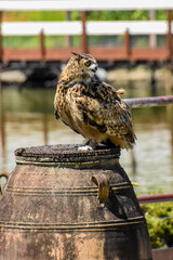 owl on vase
