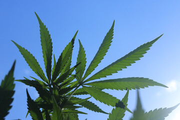 Medical marijuana/cannabis plant leaf with blue sky in the background and sunlight.