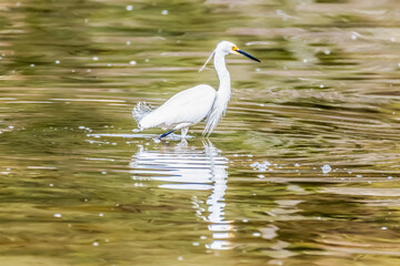 Eastern Great Egret