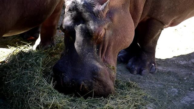 One hippopotamus or hippo feeding, grazing at a zoo. Hippos at zoo eating.