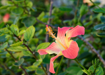 Pink Hibiscus Flower closeup (lat.- Hibiscus)