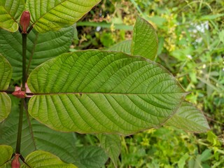 kratom plants (Mitragyna speciosa) grows wild in tropical south Kalimantan