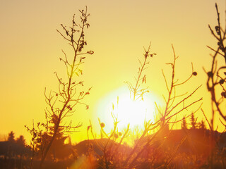 blurry golden sun yellow sky, sunrise morning over woods. skies covered colorful light rays shine through trees. sunbeam flare spreading on silhouette brunches beautiful nature dawnlight.