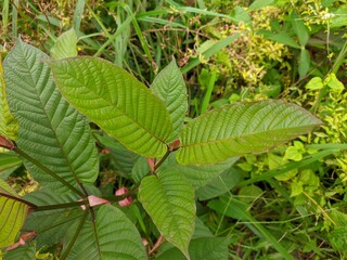 kratom plants (Mitragyna speciosa) grows wild in tropical south Kalimantan