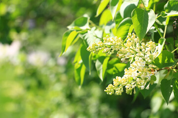 Blooming lilac in the park.Soft selective focus. Spring natural background