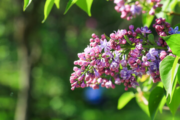 Obraz premium Blooming lilac in the park.Soft selective focus. Spring natural background
