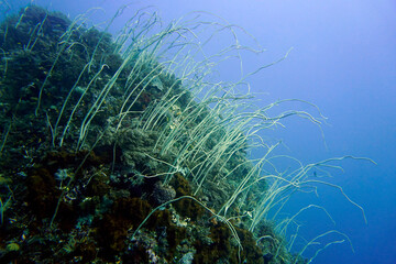 Junceella fragilis - Peitschenkoralle, Zerbrechliche Seepeitsche