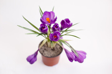 Purple crocus flower in a pot on white background. Isolated crocus. Spring flower. Easter mood