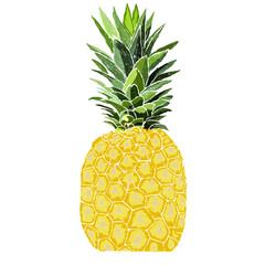 
Pineapple fruit illustration background